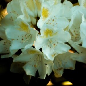 Meet your Posher, My Stuff Stories